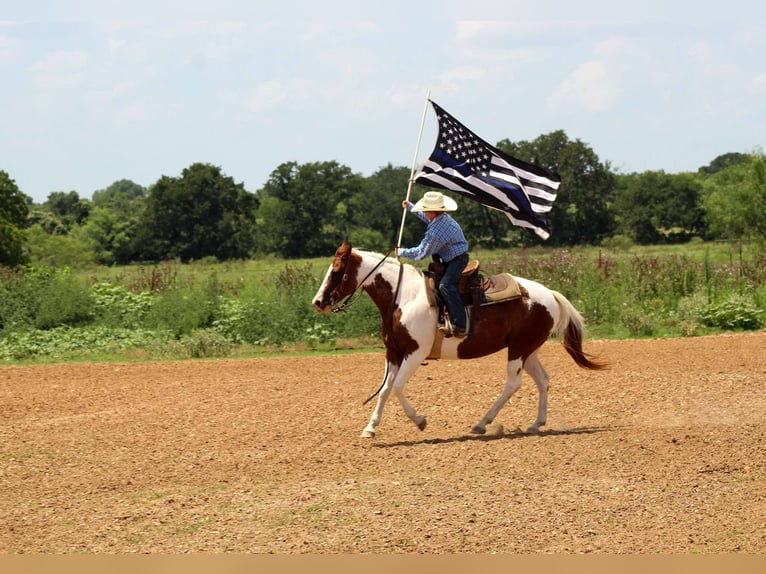 American Quarter Horse Ruin 12 Jaar 147 cm Donkere-vos in Stephenville tX