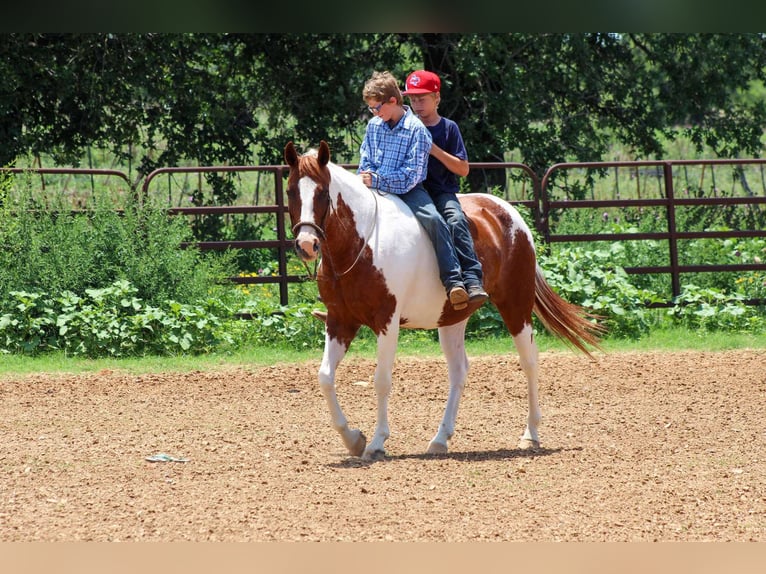 American Quarter Horse Ruin 12 Jaar 147 cm Donkere-vos in Stephenville tX