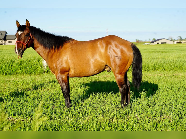 American Quarter Horse Ruin 12 Jaar 147 cm Falbe in Corsica