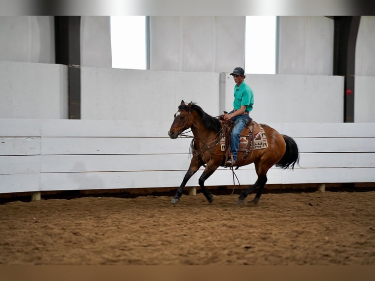 American Quarter Horse Ruin 12 Jaar 147 cm Falbe in Corsica