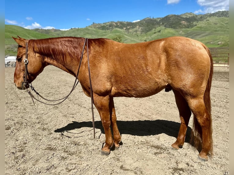 American Quarter Horse Ruin 12 Jaar 147 cm Falbe in Paicines CA