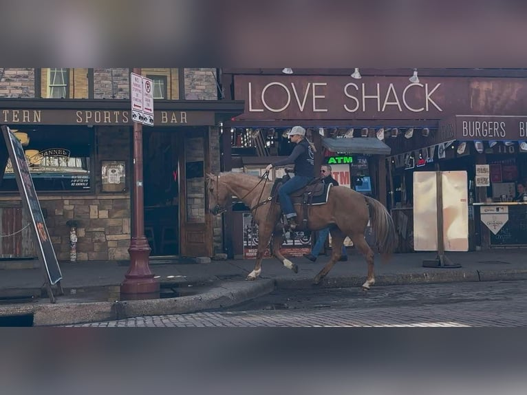 American Quarter Horse Ruin 12 Jaar 147 cm Palomino in Weatherford TX