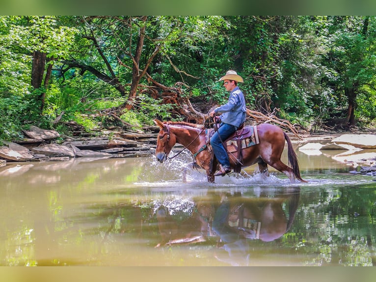 American Quarter Horse Ruin 12 Jaar 147 cm Red Dun in Flemingsburg KY