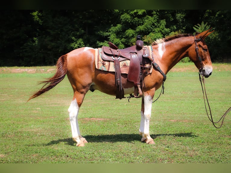 American Quarter Horse Ruin 12 Jaar 147 cm Red Dun in Flemingsburg KY