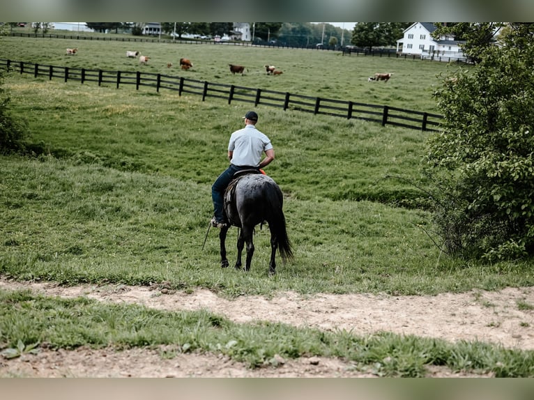 American Quarter Horse Ruin 12 Jaar 147 cm Roan-Blue in Dalton