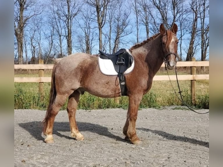 American Quarter Horse Mix Ruin 12 Jaar 147 cm Roan-Red in Somerset