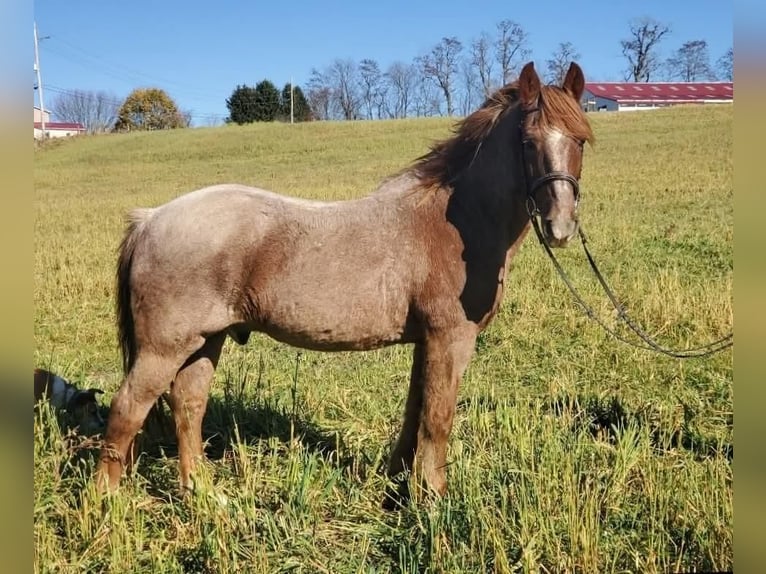 American Quarter Horse Mix Ruin 12 Jaar 147 cm Roan-Red in Somerset