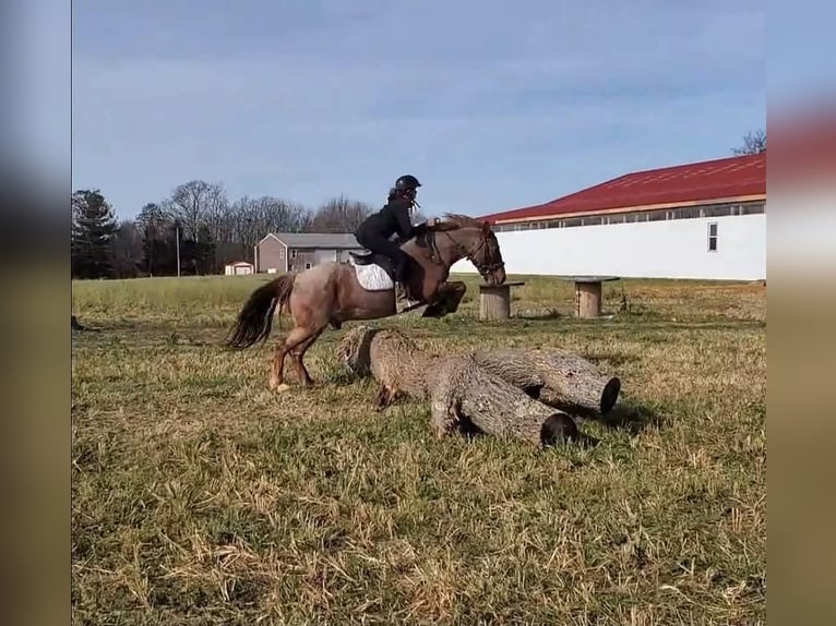 American Quarter Horse Mix Ruin 12 Jaar 147 cm Roan-Red in Somerset