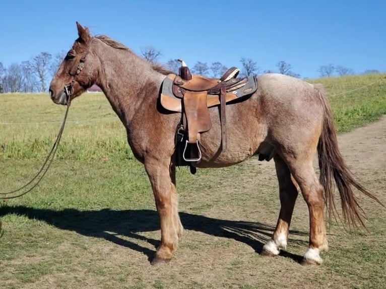 American Quarter Horse Mix Ruin 12 Jaar 147 cm Roan-Red in Somerset