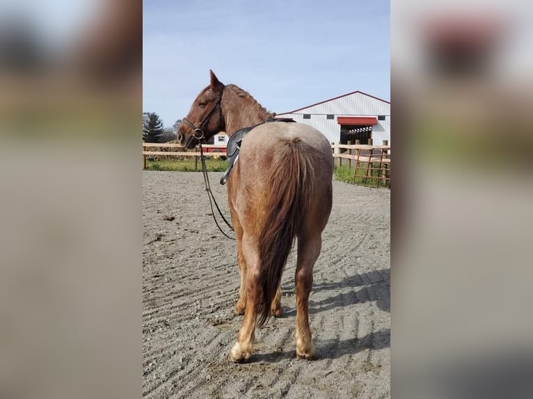 American Quarter Horse Mix Ruin 12 Jaar 147 cm Roan-Red in Somerset