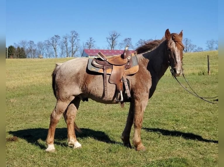 American Quarter Horse Mix Ruin 12 Jaar 147 cm Roan-Red in Somerset