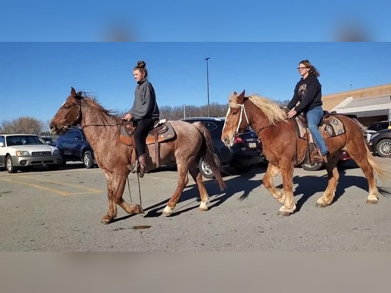 American Quarter Horse Mix Ruin 12 Jaar 147 cm Roan-Red in Somerset