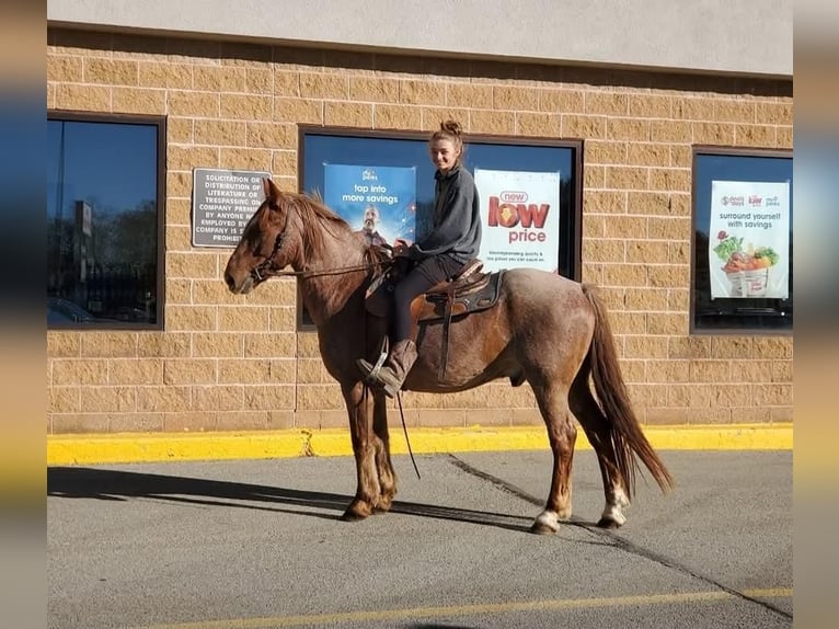 American Quarter Horse Mix Ruin 12 Jaar 147 cm Roan-Red in Somerset