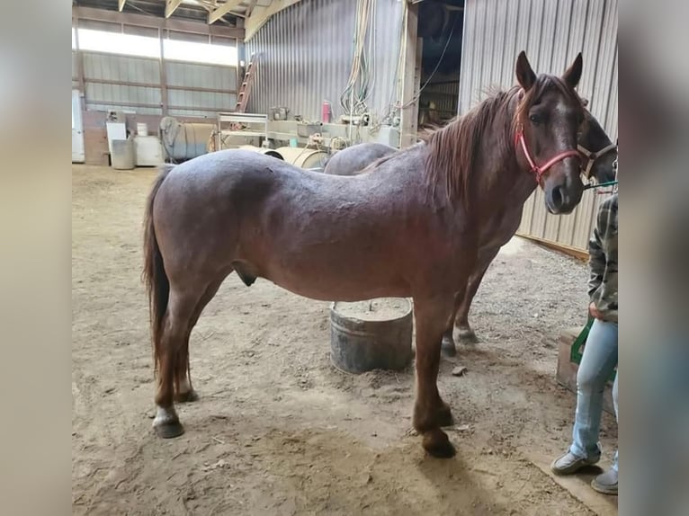 American Quarter Horse Mix Ruin 12 Jaar 147 cm Roan-Red in Somerset