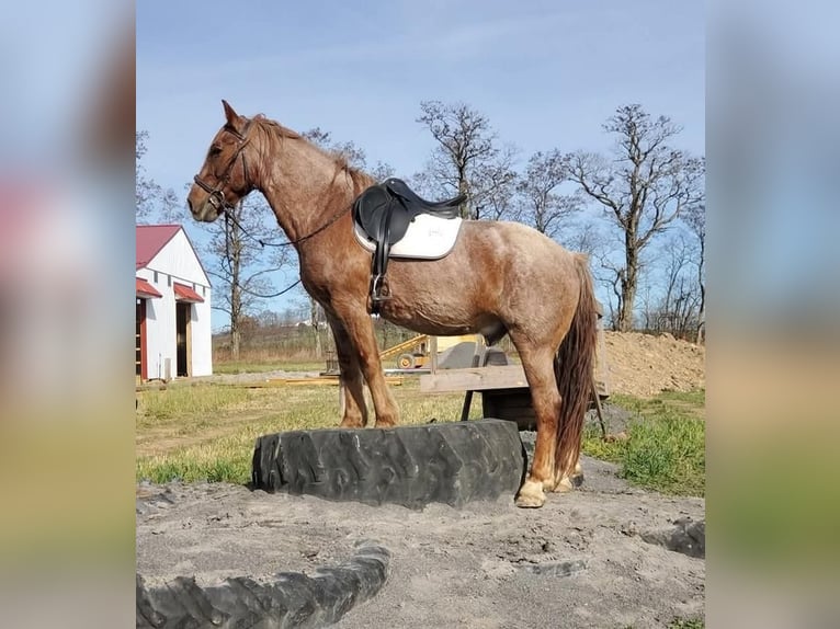 American Quarter Horse Mix Ruin 12 Jaar 147 cm Roan-Red in Somerset