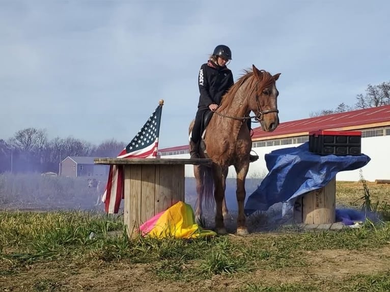 American Quarter Horse Mix Ruin 12 Jaar 147 cm Roan-Red in Somerset