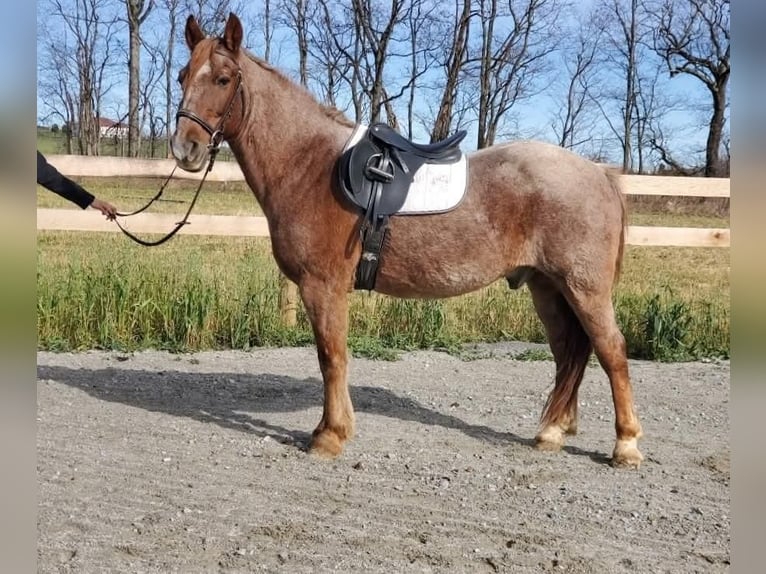 American Quarter Horse Mix Ruin 12 Jaar 147 cm Roan-Red in Somerset