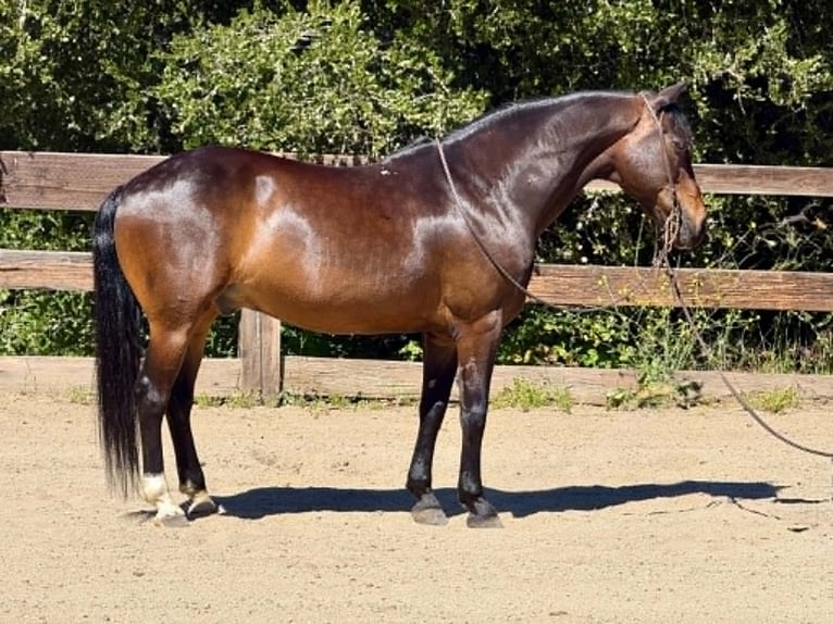American Quarter Horse Ruin 12 Jaar 147 cm Roodbruin in King City
