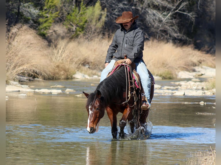 American Quarter Horse Ruin 12 Jaar 147 cm Roodbruin in Stephenville