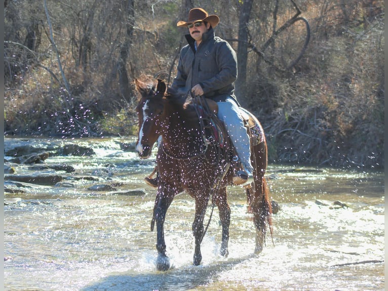 American Quarter Horse Ruin 12 Jaar 147 cm Roodbruin in Stephenville