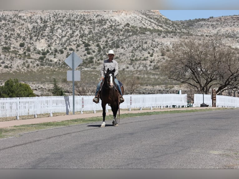 American Quarter Horse Ruin 12 Jaar 147 cm Roodbruin in Camp Verde AZ