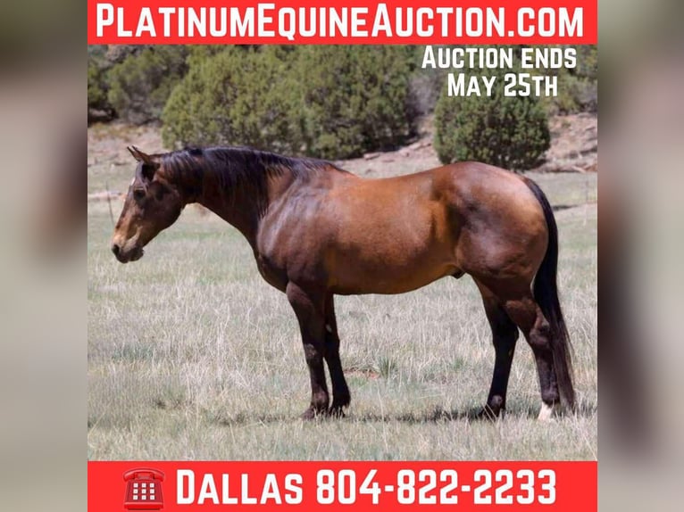 American Quarter Horse Ruin 12 Jaar 147 cm Roodbruin in Camp Verde AZ