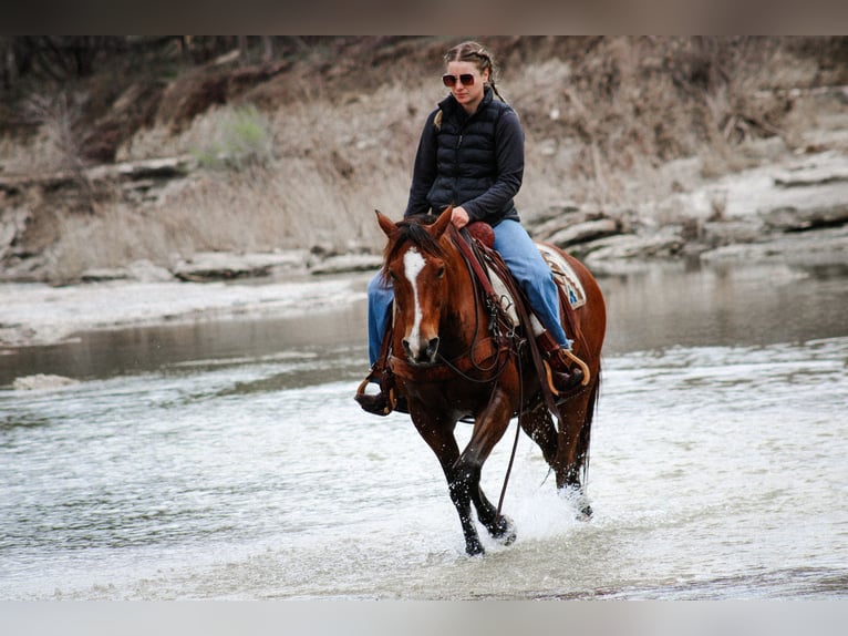 American Quarter Horse Ruin 12 Jaar 147 cm Roodbruin in Stephenville TX