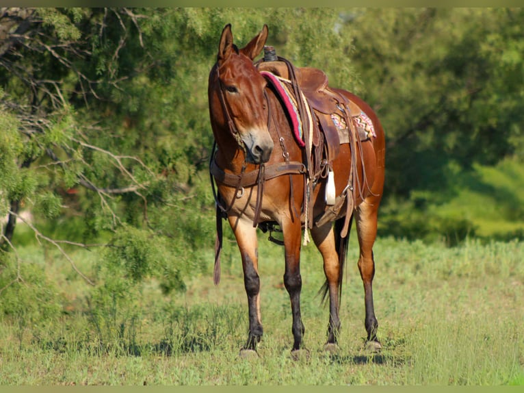 American Quarter Horse Ruin 12 Jaar 147 cm Roodbruin in Stephenville TX