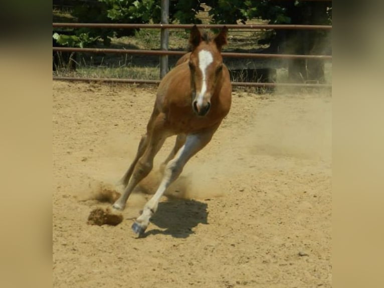 American Quarter Horse Ruin 12 Jaar 147 cm Roodbruin in Stephenville TX