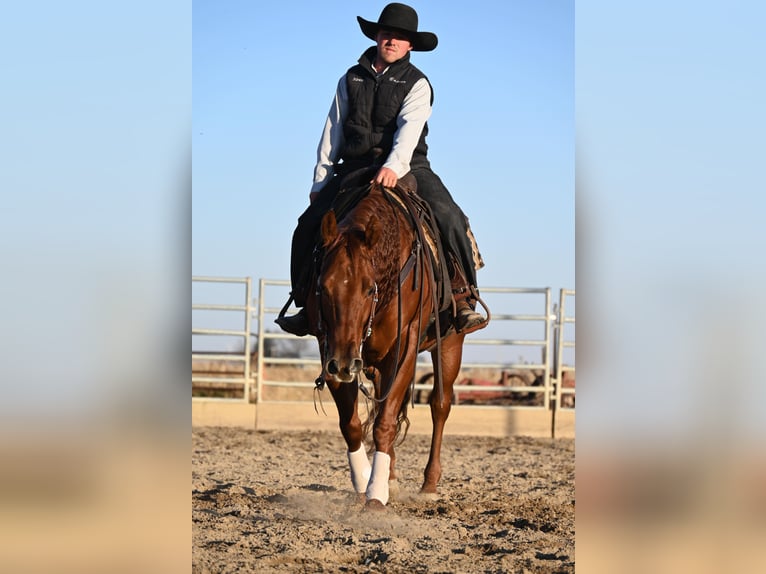 American Quarter Horse Ruin 12 Jaar 147 cm Roodvos in Fairbank IA