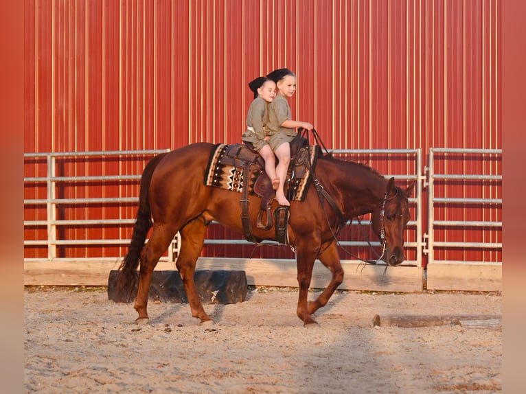 American Quarter Horse Ruin 12 Jaar 147 cm Roodvos in Fairbank IA