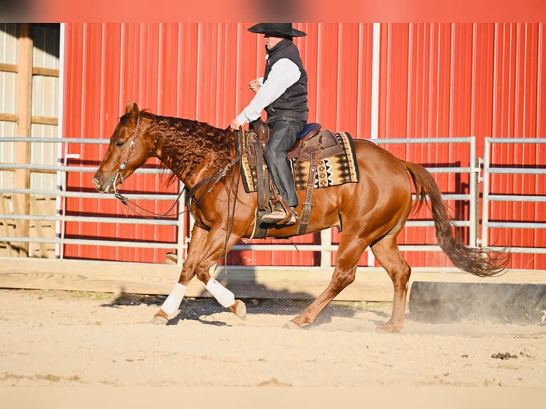 American Quarter Horse Ruin 12 Jaar 147 cm Roodvos in Fairbank IA