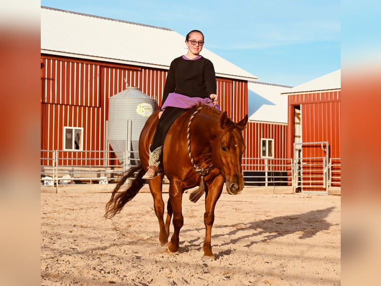 American Quarter Horse Ruin 12 Jaar 147 cm Roodvos in Fairbank IA