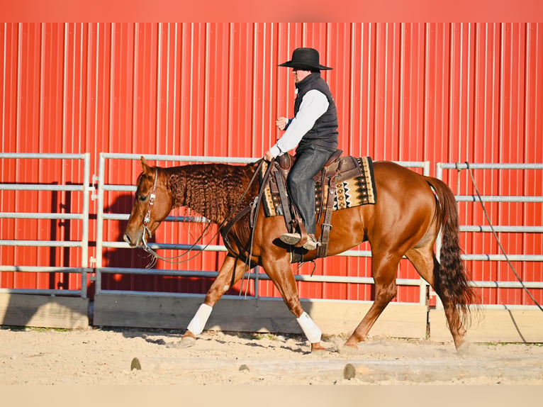 American Quarter Horse Ruin 12 Jaar 147 cm Roodvos in Fairbank IA