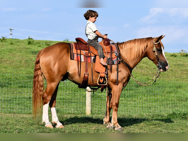 American Quarter Horse Ruin 12 Jaar 147 cm Roodvos in Rebersburg, PA