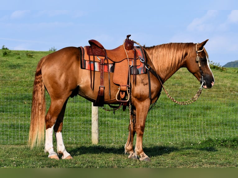 American Quarter Horse Ruin 12 Jaar 147 cm Roodvos in Rebersburg, PA