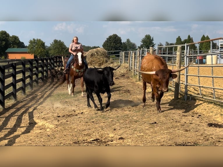 American Quarter Horse Ruin 12 Jaar 147 cm Roodvos in Henderson, KY