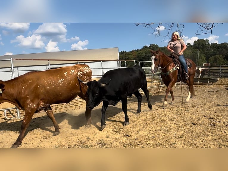 American Quarter Horse Ruin 12 Jaar 147 cm Roodvos in Henderson, KY