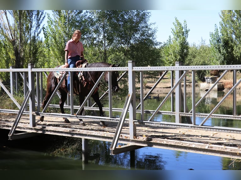 American Quarter Horse Ruin 12 Jaar 147 cm Zwart in Pleasant Grove CA