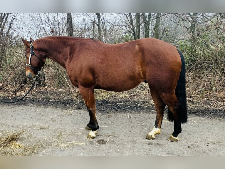 American Quarter Horse Ruin 12 Jaar 150 cm Bruin in Mannheim