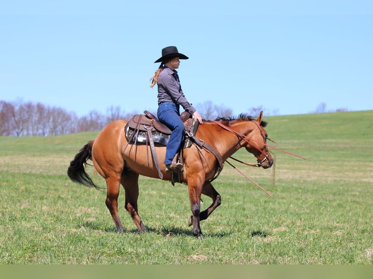 American Quarter Horse Ruin 12 Jaar 150 cm Buckskin in Clarion