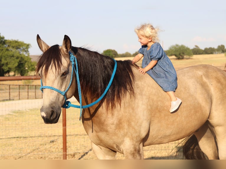 American Quarter Horse Ruin 12 Jaar 150 cm Buckskin in Cleburne TX