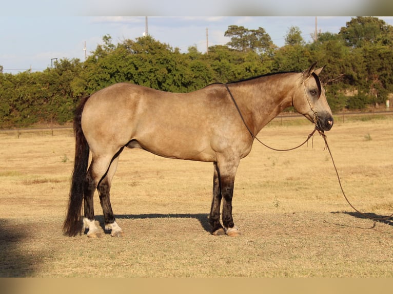 American Quarter Horse Ruin 12 Jaar 150 cm Buckskin in Cleburne TX