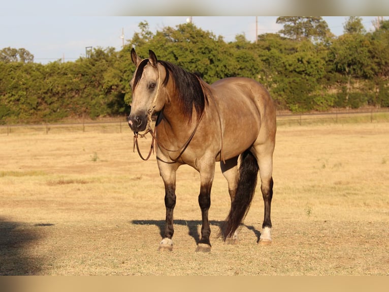 American Quarter Horse Ruin 12 Jaar 150 cm Buckskin in Cleburne TX