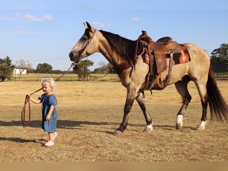 American Quarter Horse Ruin 12 Jaar 150 cm Buckskin in Cleburne TX