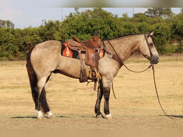 American Quarter Horse Ruin 12 Jaar 150 cm Buckskin in Cleburne TX