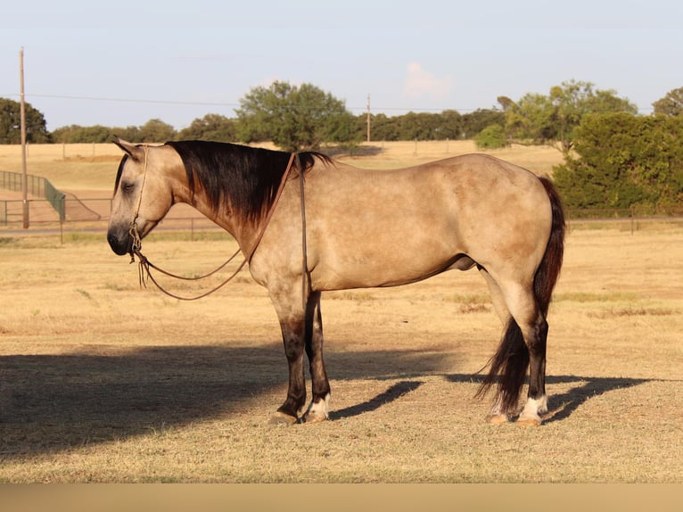 American Quarter Horse Ruin 12 Jaar 150 cm Buckskin in Cleburne TX