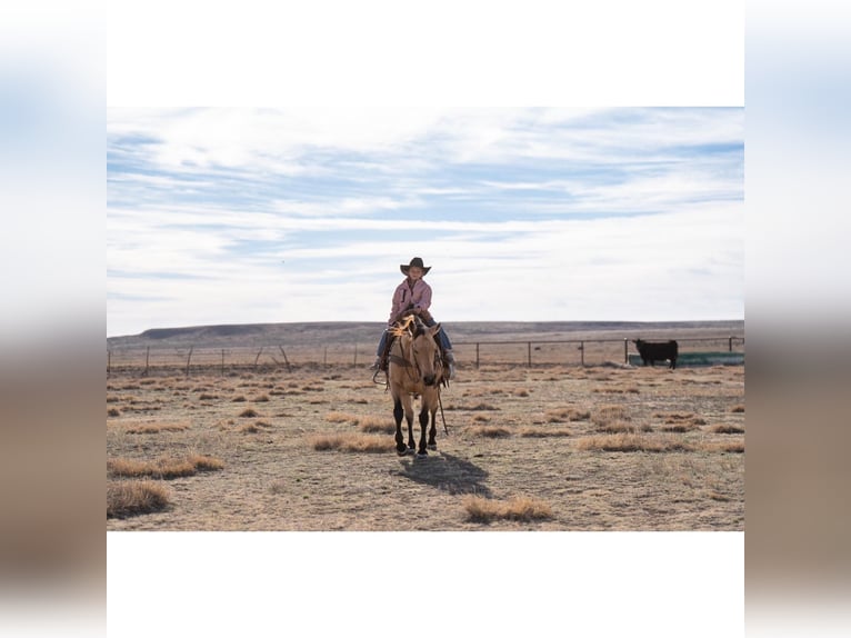 American Quarter Horse Ruin 12 Jaar 150 cm Buckskin in Canyon, TX