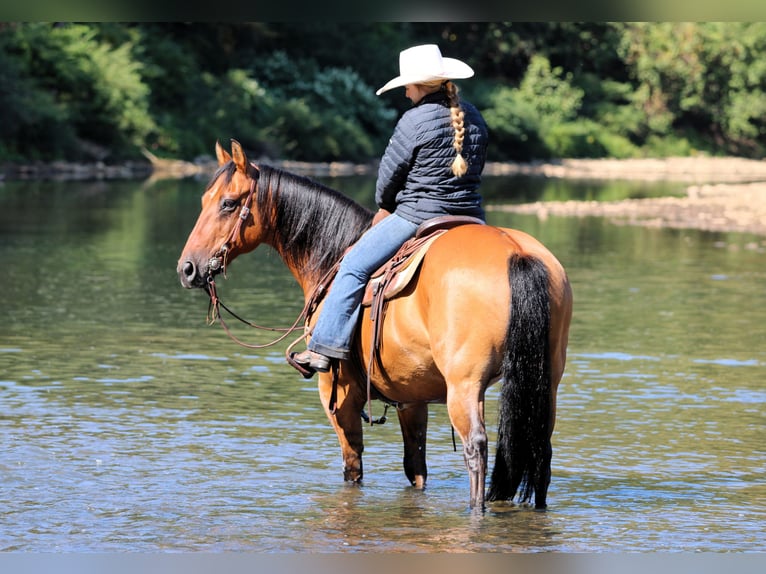 American Quarter Horse Ruin 12 Jaar 150 cm Buckskin in Clarion