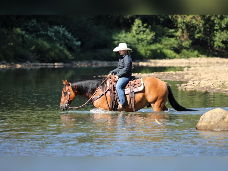 American Quarter Horse Ruin 12 Jaar 150 cm Buckskin in Clarion